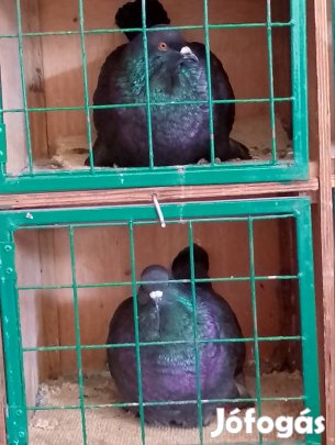 Galambok mondain cserélhető 