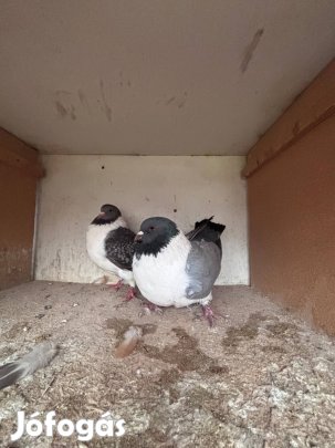Galambok párban eladóak
