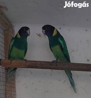 Galléros (krágen) papagáj