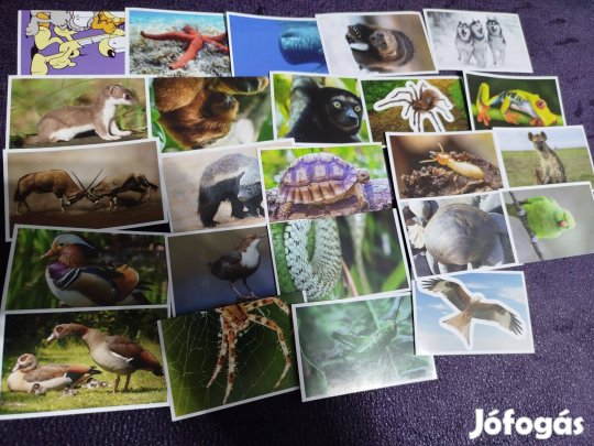 Garfield mentsük meg a bolygót!