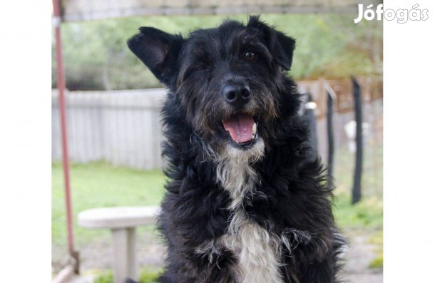 Gáspárka gazdit keres