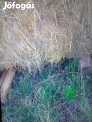 Gáti széna egyszer sem ázott takarva raklapra rakott.