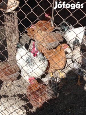 Gazda váltó kakasok!