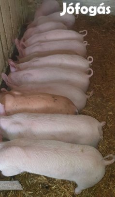 Gazdát cserél 10db szép malac