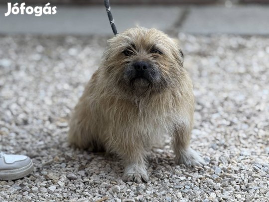 Gazdikereső, ingyen elvihető Benji