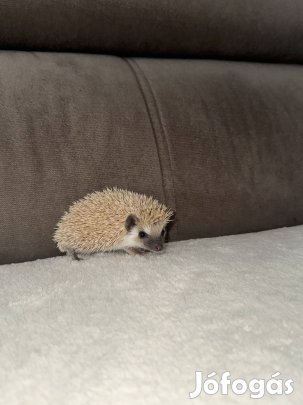 Gazdikereső afrikai fehérhasú törpesün