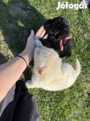 Gazdit keresnek bichon havanese fajta jellegű kiskutyák