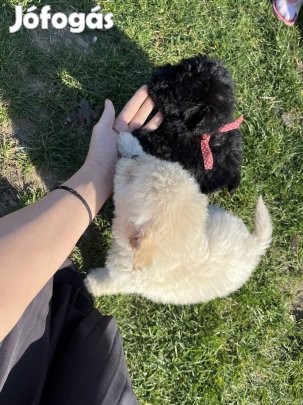 Gazdit keresnek bichon havanese fajta jellegű kiskutyák  