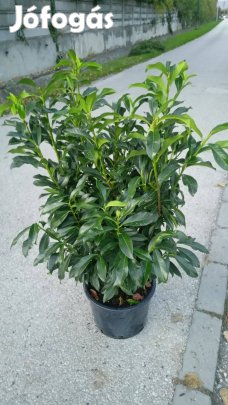 Genolia oszlopos babérmeggy 100-110 cm 11900 Ft !