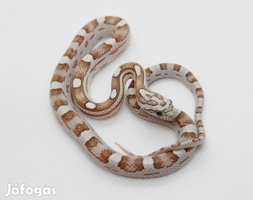 Ghost Motley gabonasikló