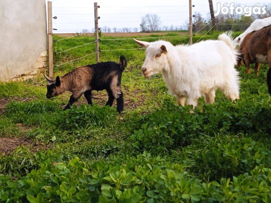 Gida, gödölye kis kecske