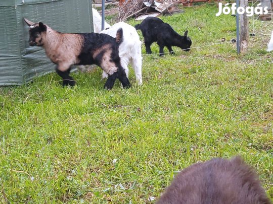 Gida, gödölye kis kecske