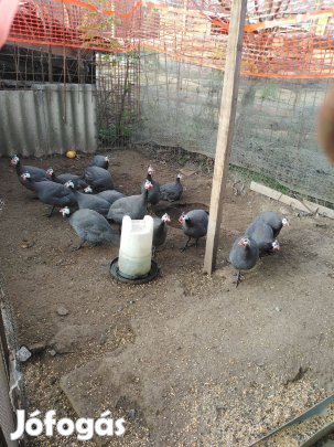 Gigant Gyöngyös kakasok