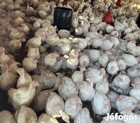 Gigant pulyka eladó. 
