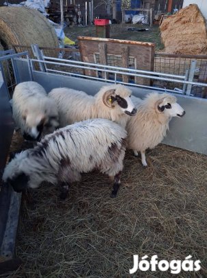 Gimesi rackák eladók