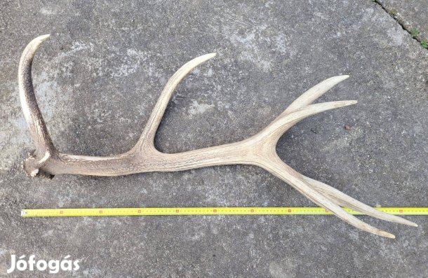 Gímszarvas agancs