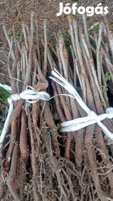 Ginko biloba 1 éves csemete eladó