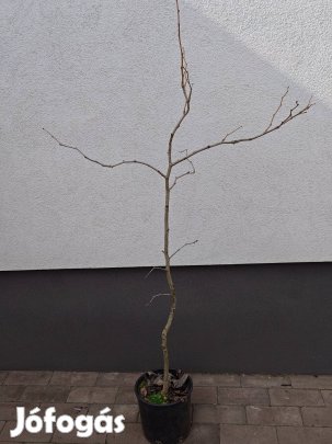 Ginko biloba, páfrányfenyő, fenyő