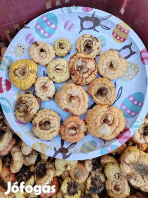 Gladiólusz, vagy kardvirág hagyma