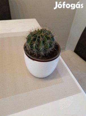 Göbkaktusz rózsaszín virágú 