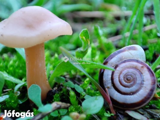 Gödöllői 9825 nm-es telek eladó