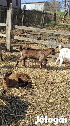 Gödölye és Bak gidák 