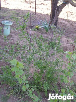 Goji egy éves gyökeres vesszők