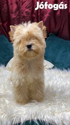 Golddust Yorkshire Terrier