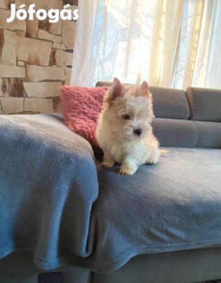 Golddust Yorkshire Terrier