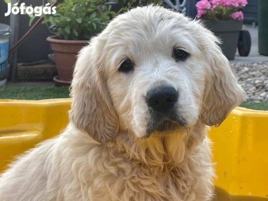 Golden Retriever kiskutyák FCI