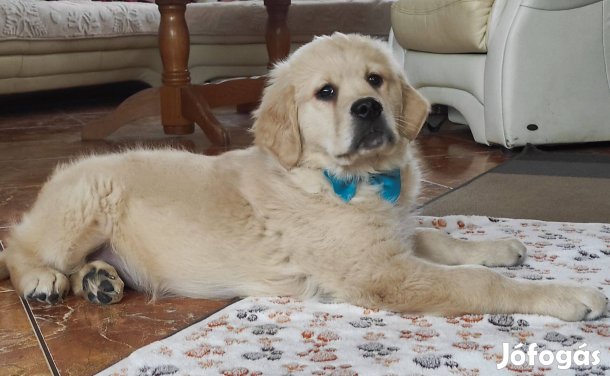 Golden Retriever kölyök kutyusok