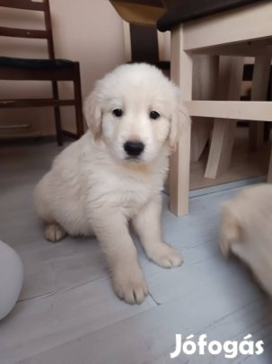 Golden retriever jellegű