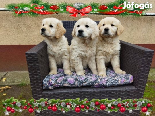 Golden retriever kisfiú gazdit keres!