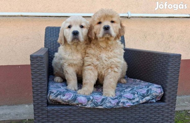 Golden retriever kislányok gazdit keresnek!