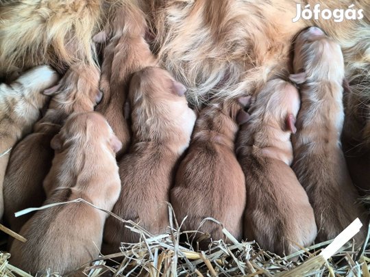 Golden retriever kölykök