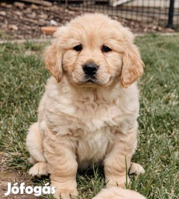 Golden retriever kölykök eladók,előjegyezhetők