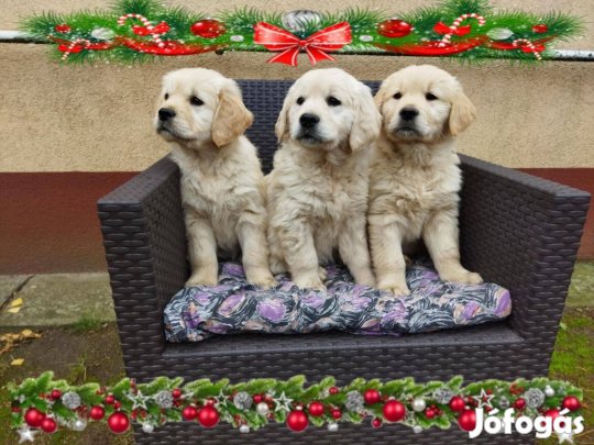 Golden retriever kutyus gazdit keres!