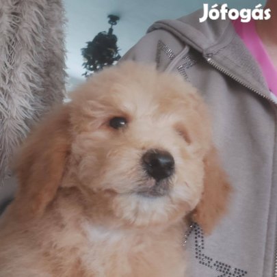 Goldendoodle a legbarátságosabb mackó kiskutyusok korlatozott számban