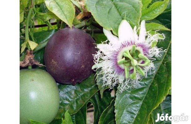 Golgotavirág, Maracuja- Passiflora edulis