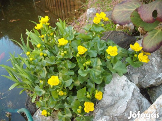 Gólyahír évelő virág