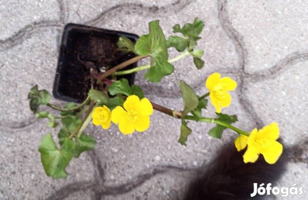 Gólyahír télalló virág