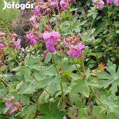Gólyaorr Geránium macrorrhizum