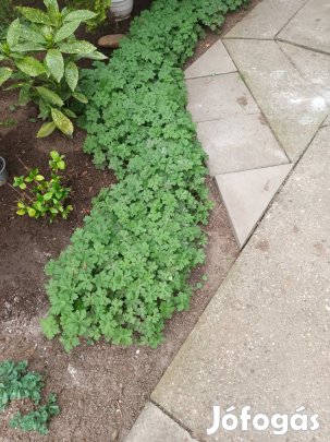 Gólyaorr a strapa bíró