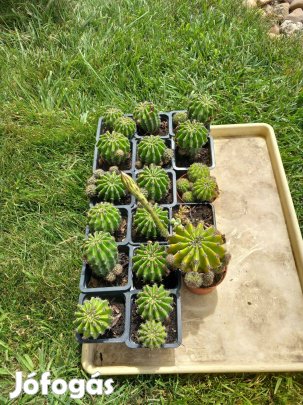 Gömb kaktusz virágzó képes