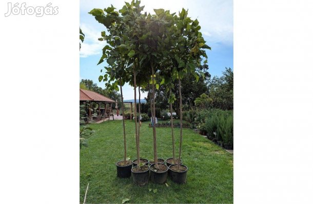 Gömb szivarfa 220 cm-re oltott konténeres díszfa