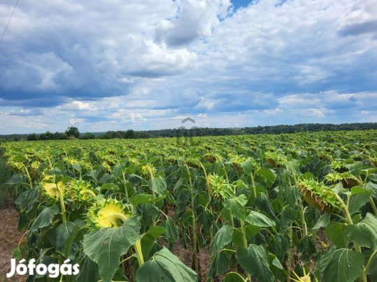 Gombai eladó 4528 nm-es telek