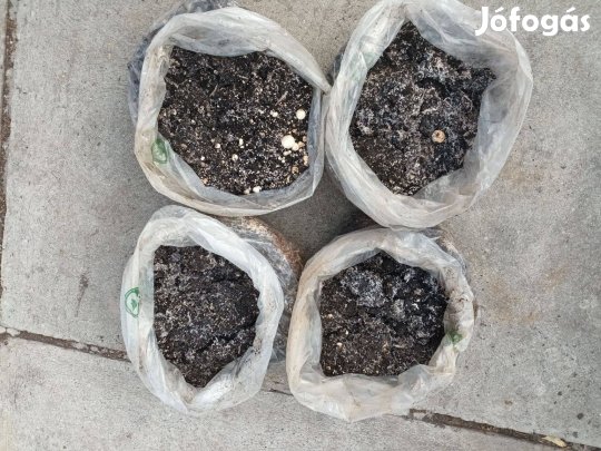 Gombatrágya, akár kiszállítással is