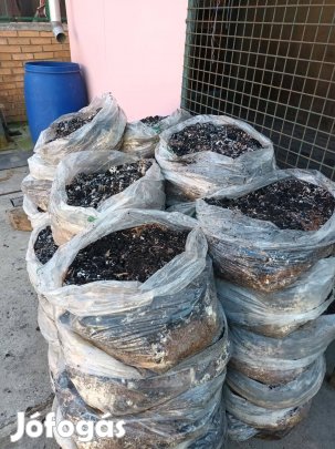 Gombatrágya, akár kiszállítással is