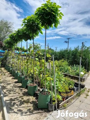 Gömbszivarfa 200 cm oltott