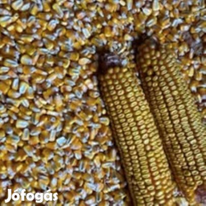 Górés morzsolt kukorica
